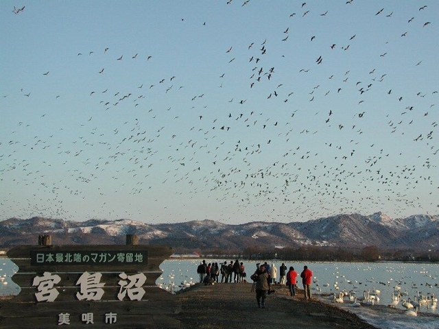 Miyajimanuma Waterfowl wetland center